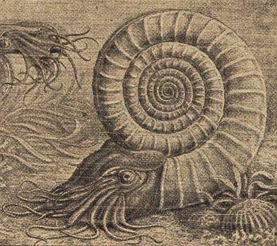 Learn More About Ammonites